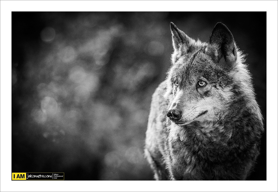 Nikon D3 sample photo. El lobo photography