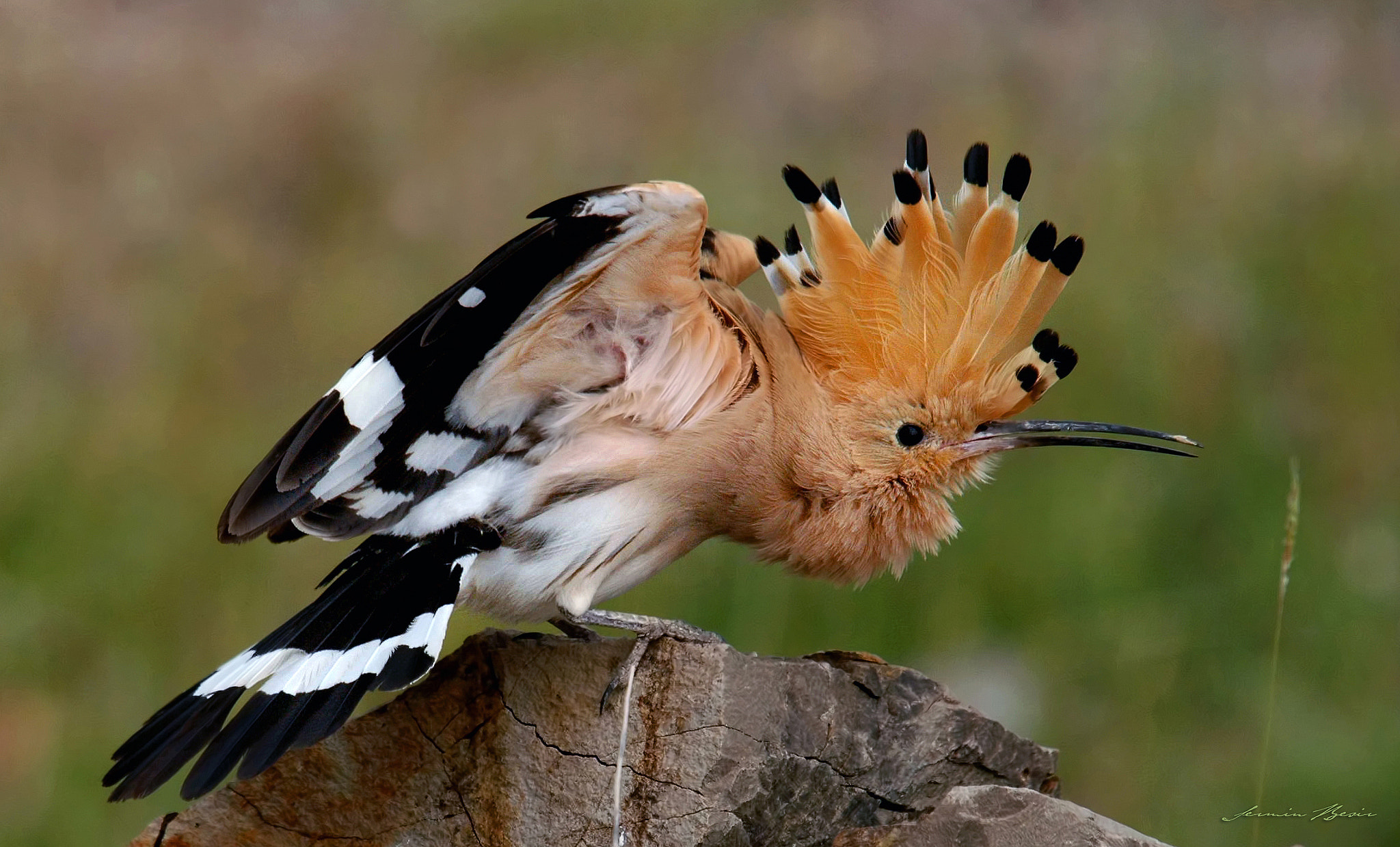 Sigma 50-500mm F4-6.3 EX APO RF HSM sample photo. İbibik - upupa epops - eurasian hoopoe photography