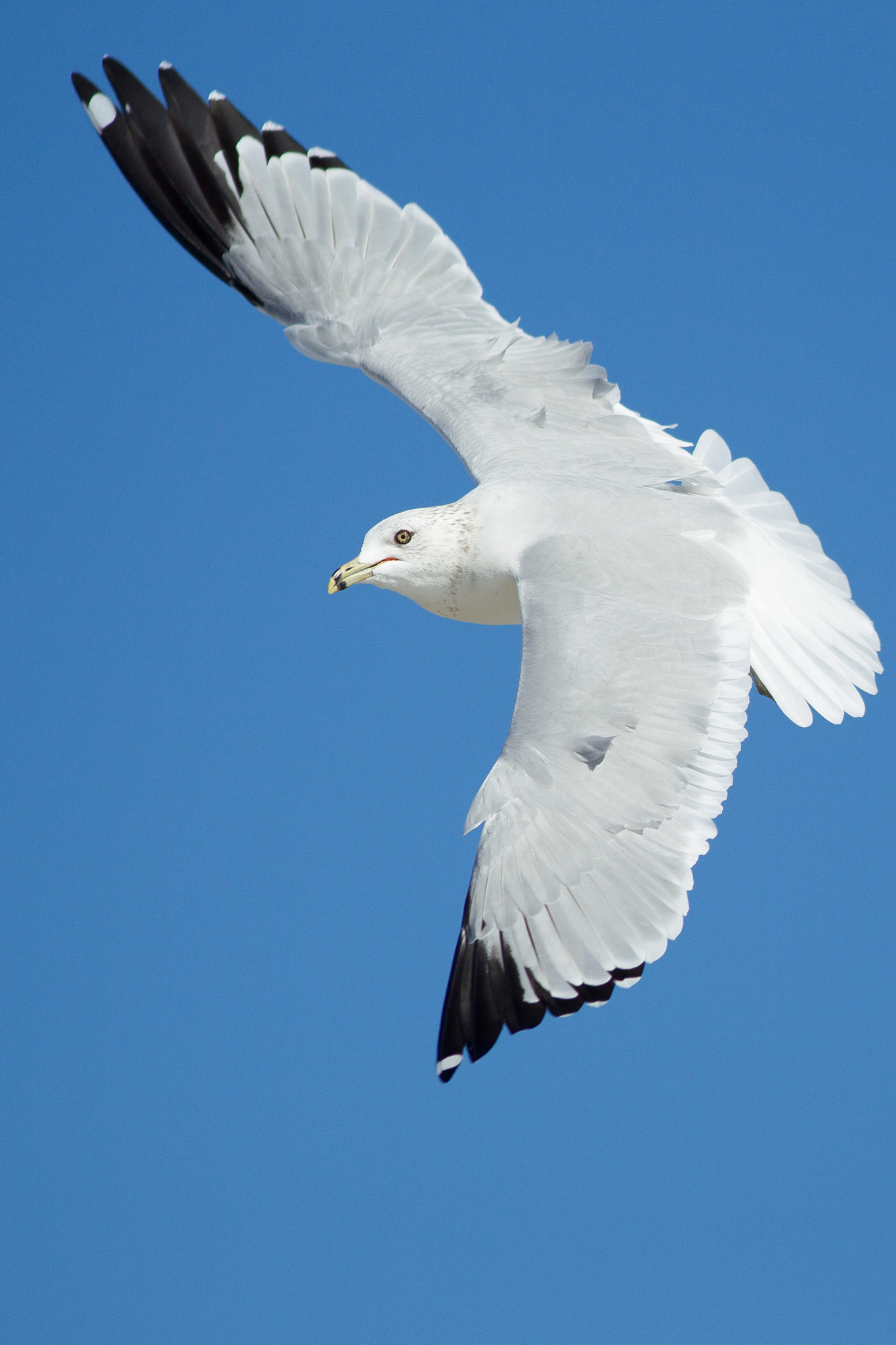 Canon EOS-1D Mark IV + Canon EF 300mm F4L IS USM sample photo. In-flight ring-billed gull photography