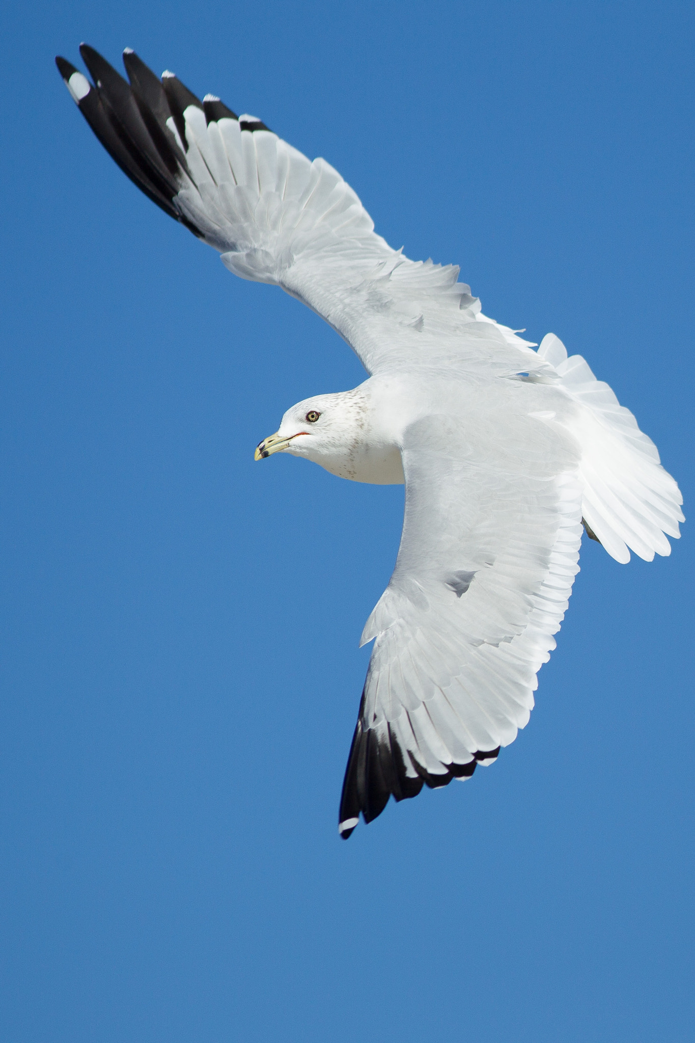 Canon EF 300mm F4L IS USM sample photo. In-flight ring-billed gull photography