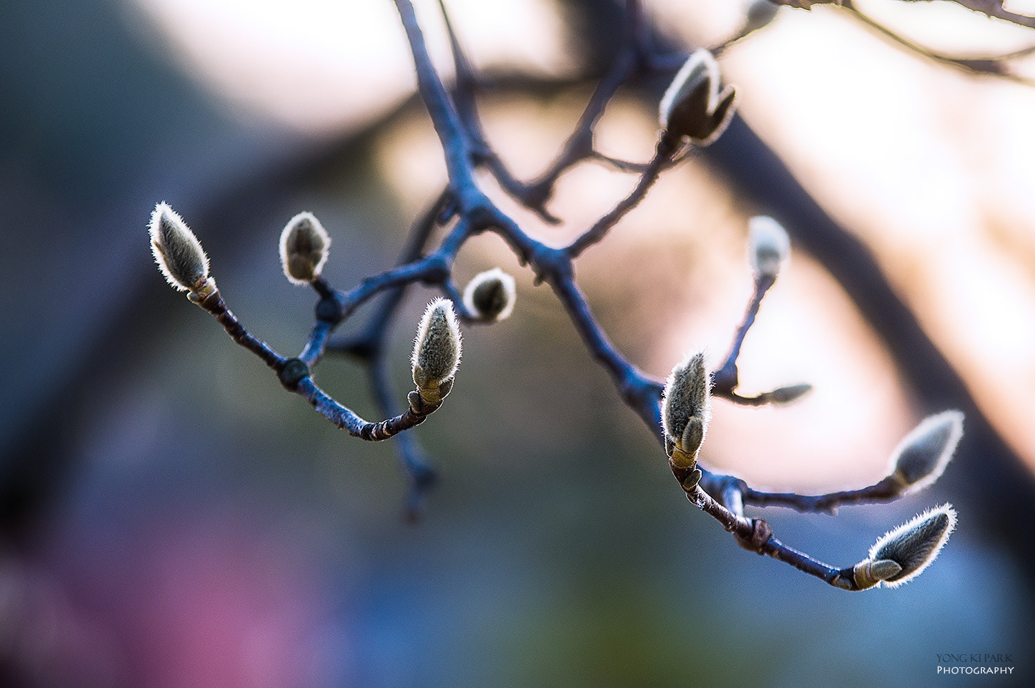 Pentax K-3 sample photo. Spring is coming nearer photography
