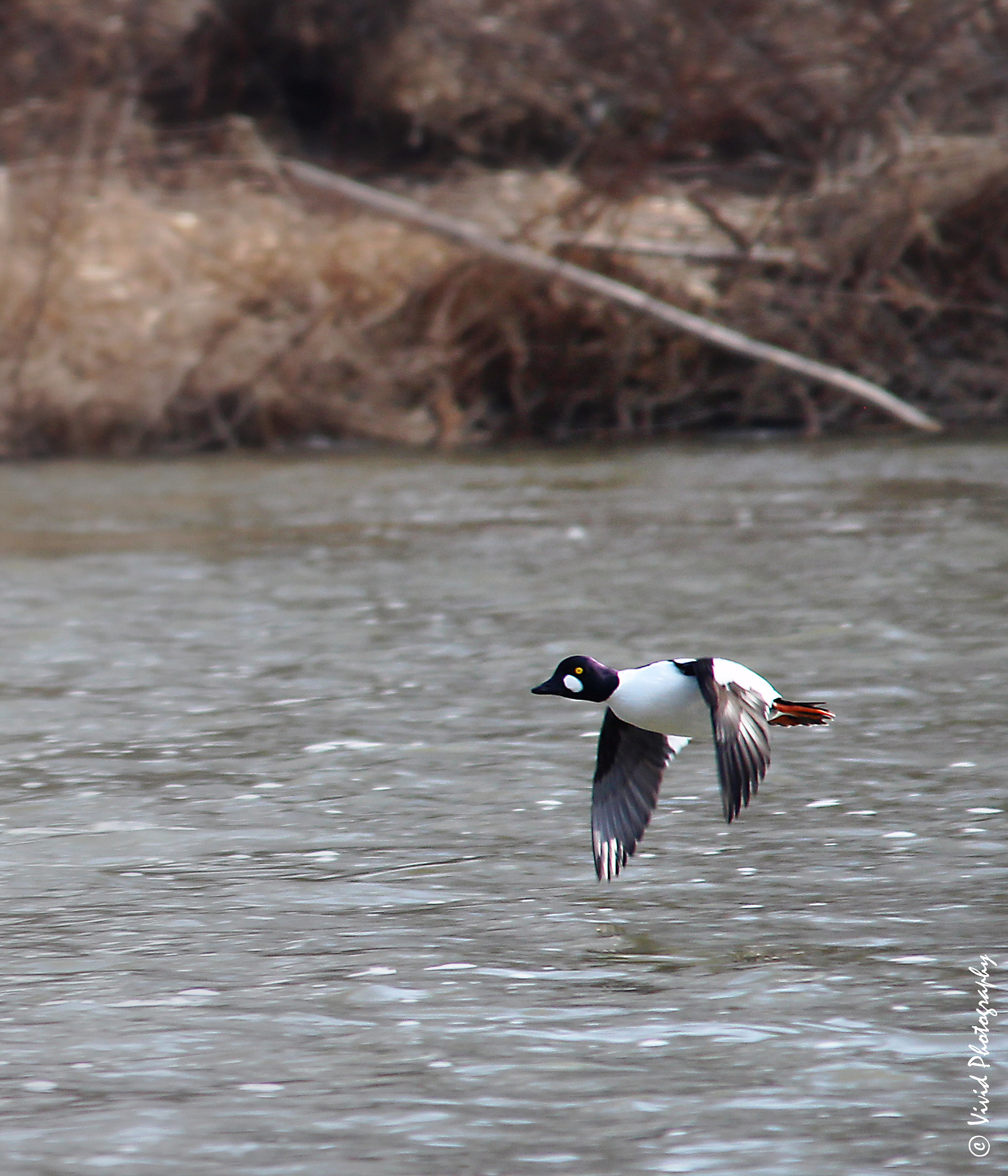 Sigma 150-500mm F5-6.3 DG OS HSM sample photo. Fly by merenger duck e photography
