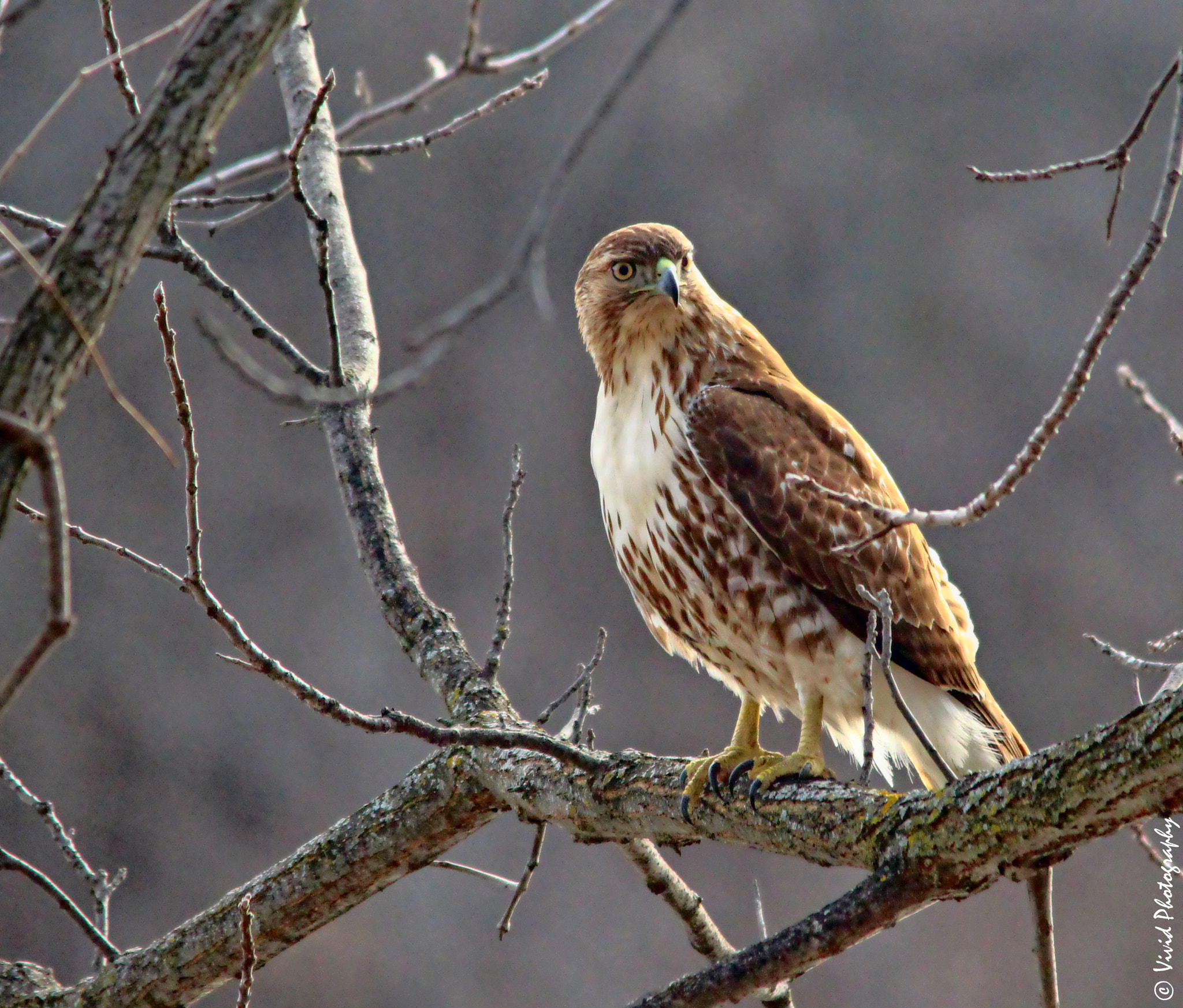 Sigma 150-500mm F5-6.3 DG OS HSM sample photo. Red tail hawk e photography