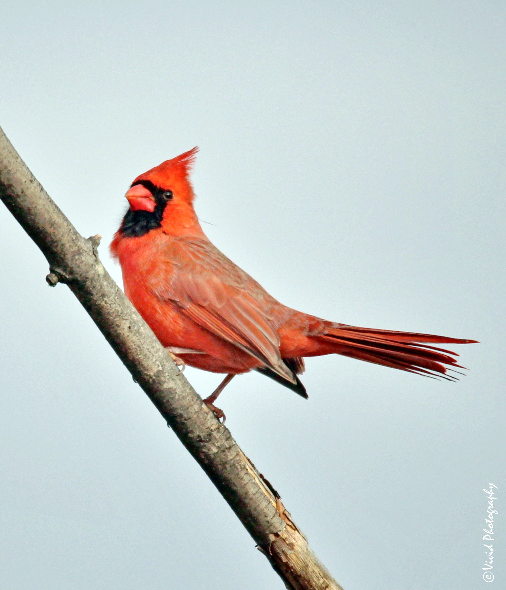 Sigma 150-500mm F5-6.3 DG OS HSM sample photo. Cardinal top e photography