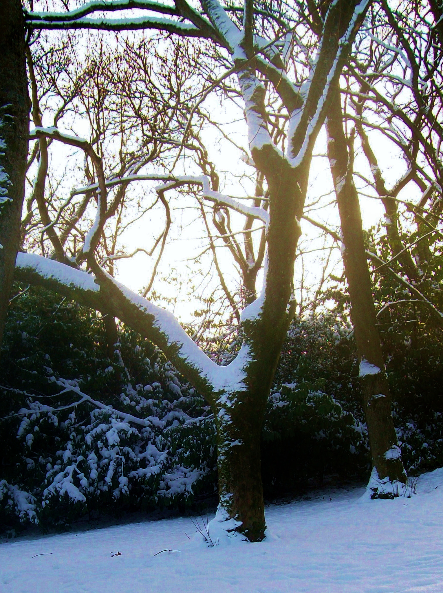 Kodak EASYSHARE C1013 DIGITAL CAMERA sample photo. The snow tree photography