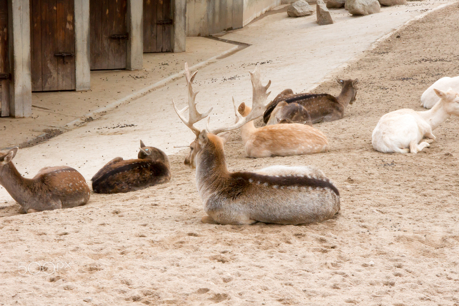 Sony Alpha DSLR-A550 sample photo. Zoo aquarium de madrid photography