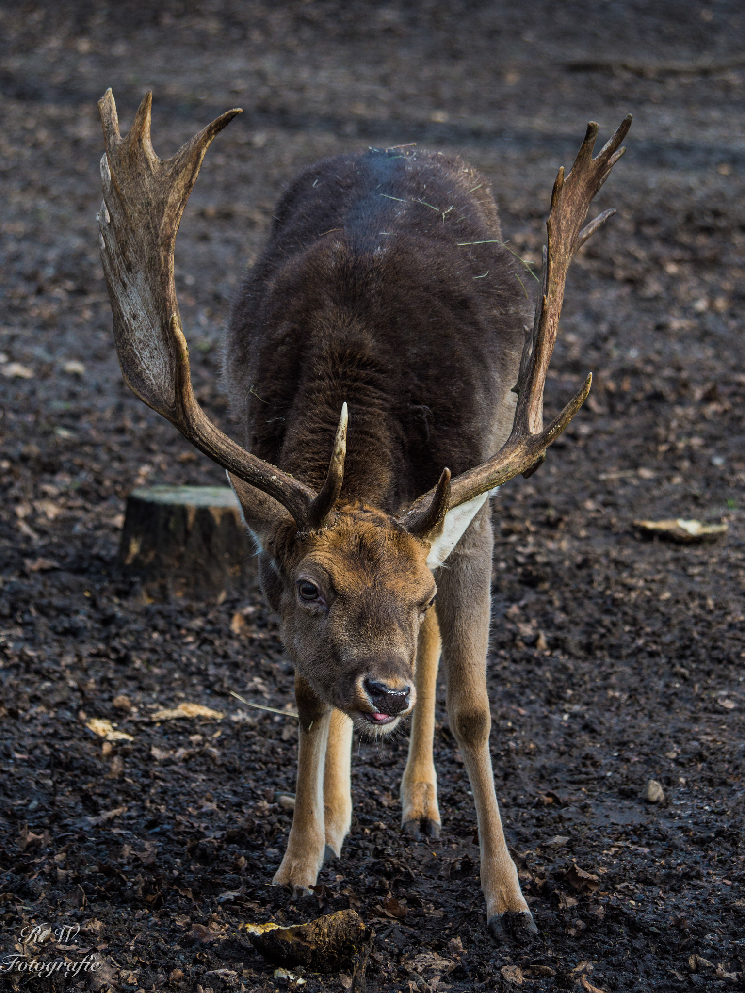 Panasonic Lumix DMC-GH3 sample photo. Damwild photography
