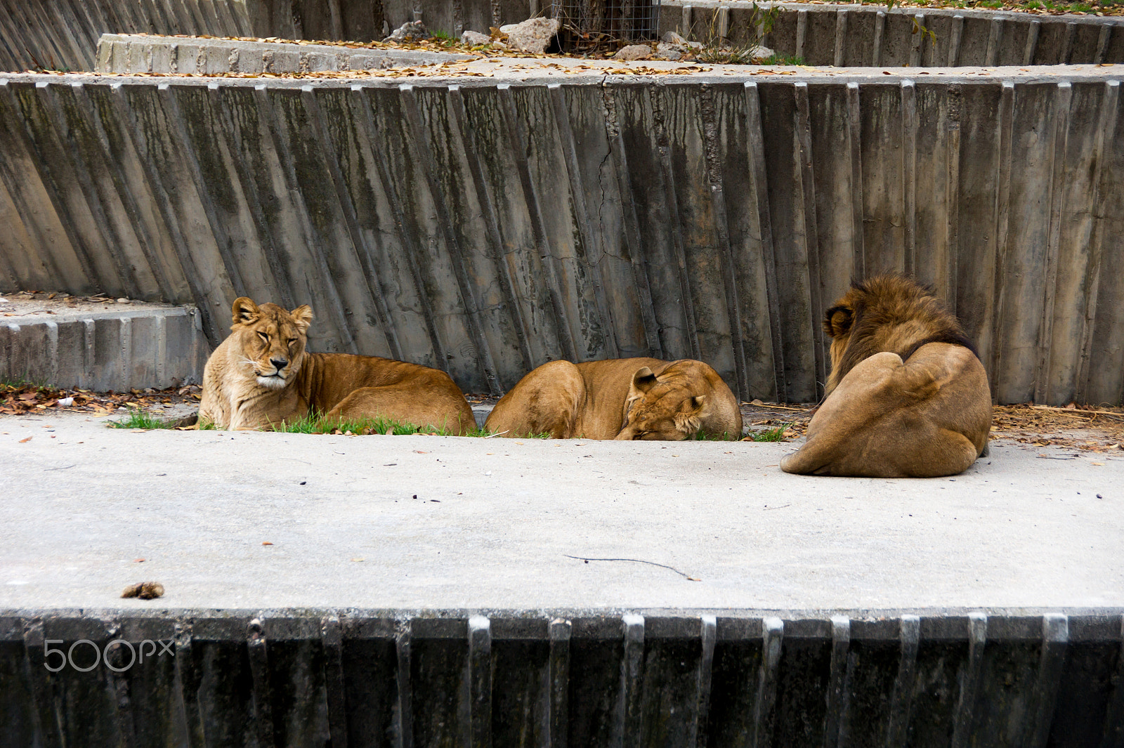 Sony Alpha DSLR-A550 sample photo. Zoo aquarium de madrid photography