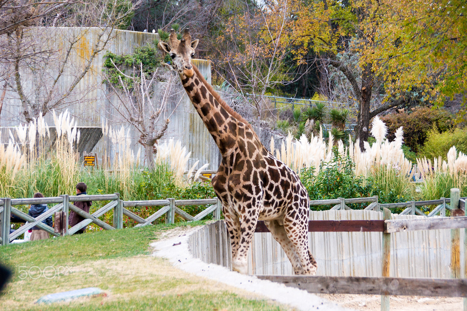 Sony Alpha DSLR-A550 sample photo. Zoo aquarium de madrid photography