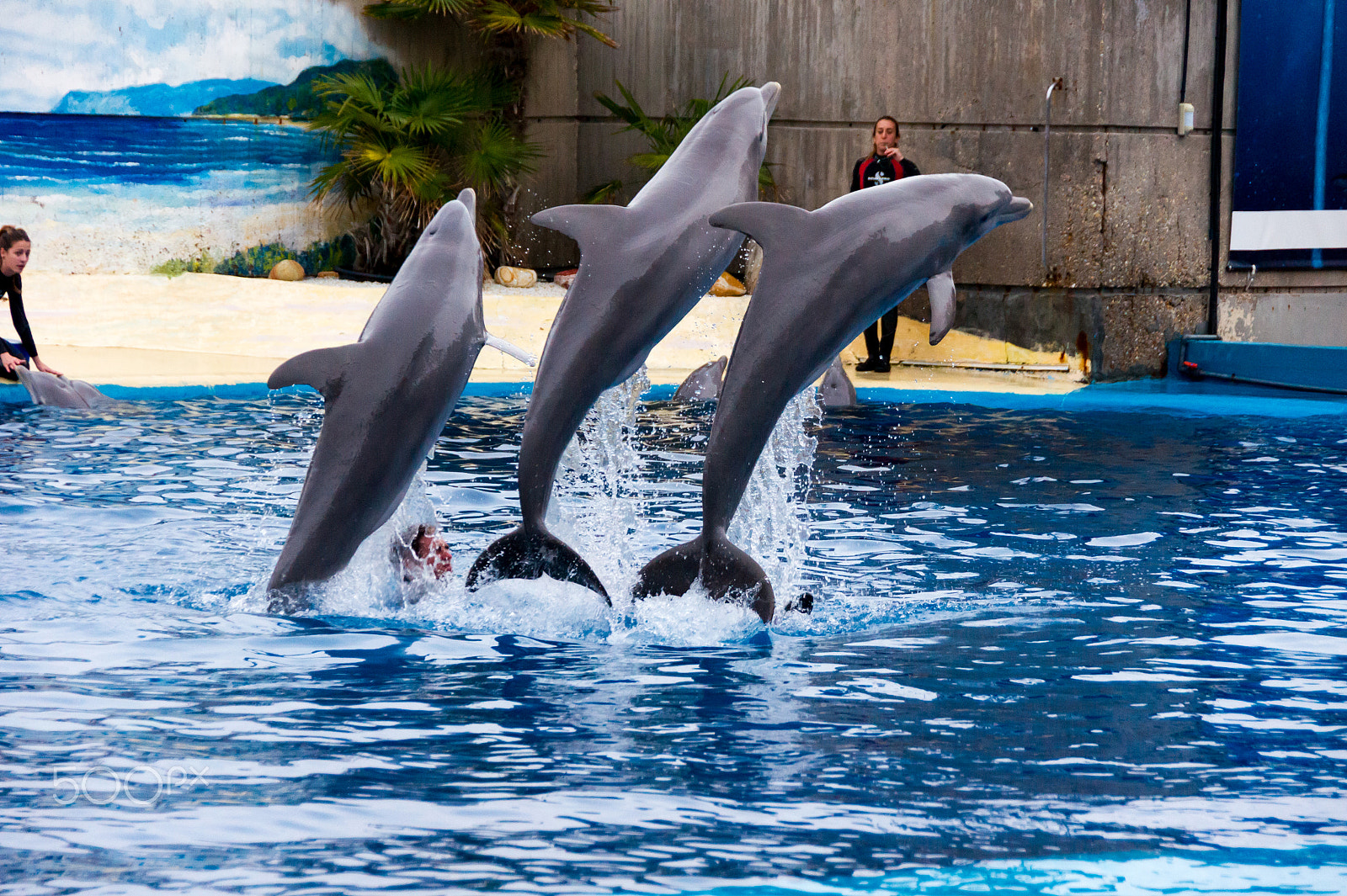 Sony Alpha DSLR-A550 sample photo. Zoo aquarium de madrid photography