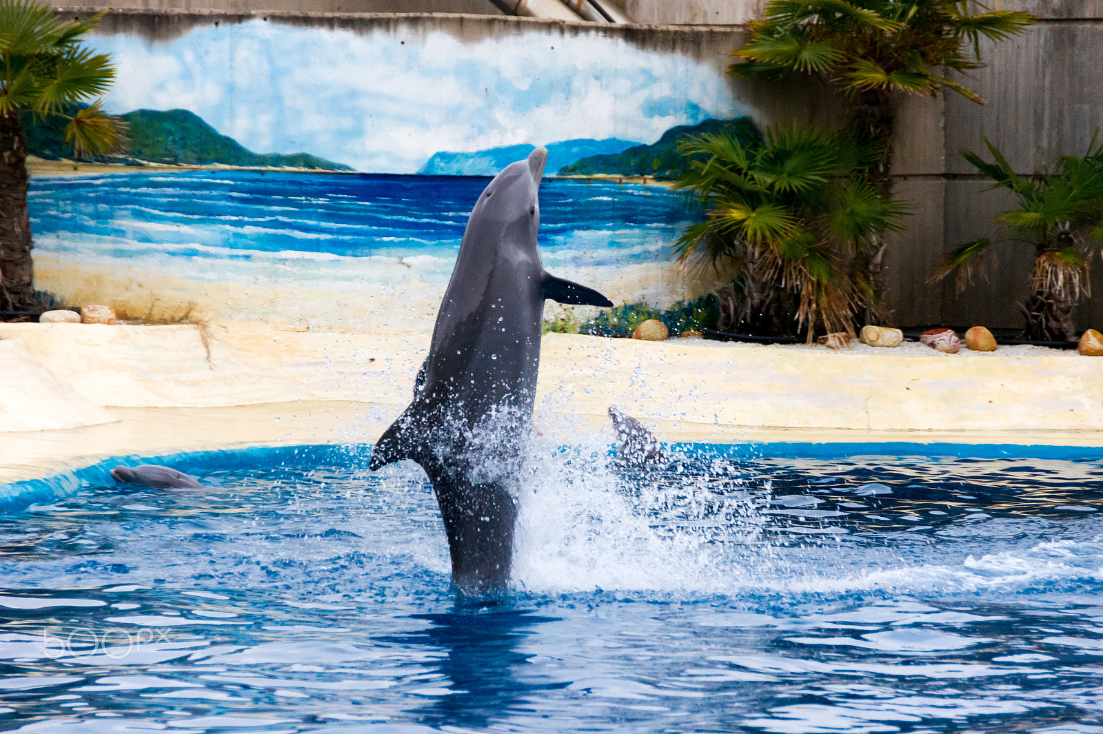 Sony Alpha DSLR-A550 sample photo. Zoo aquarium de madrid photography