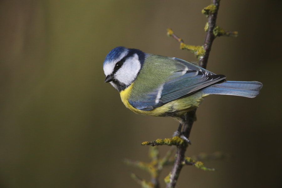 Canon EF 500mm F4L IS USM sample photo. Blue tit photography