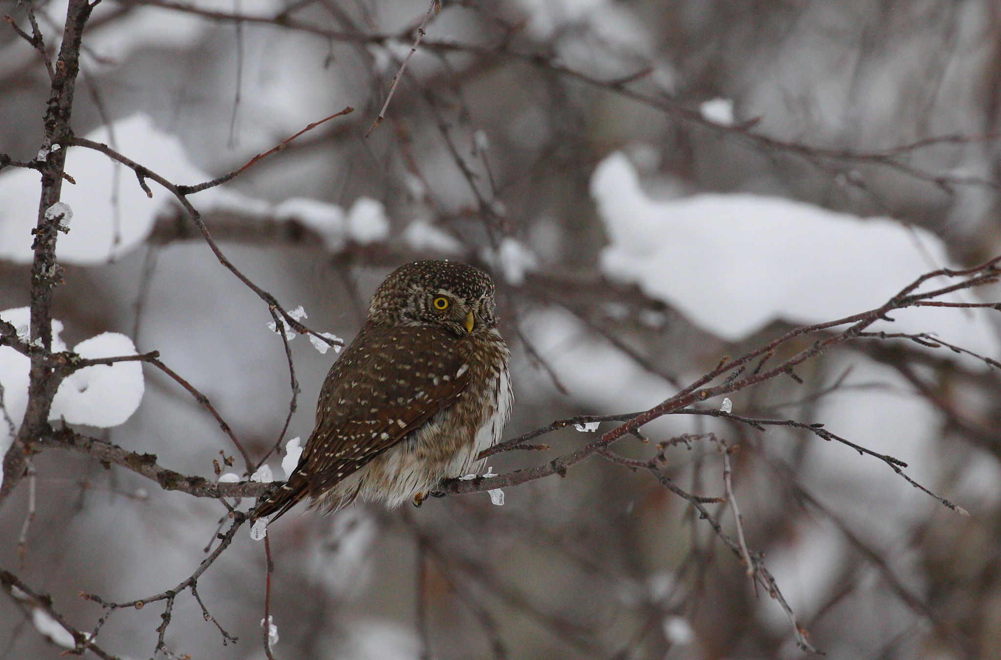 Canon EOS 50D + Canon EF 100-400mm F4.5-5.6L IS II USM sample photo. Pygmy owl photography