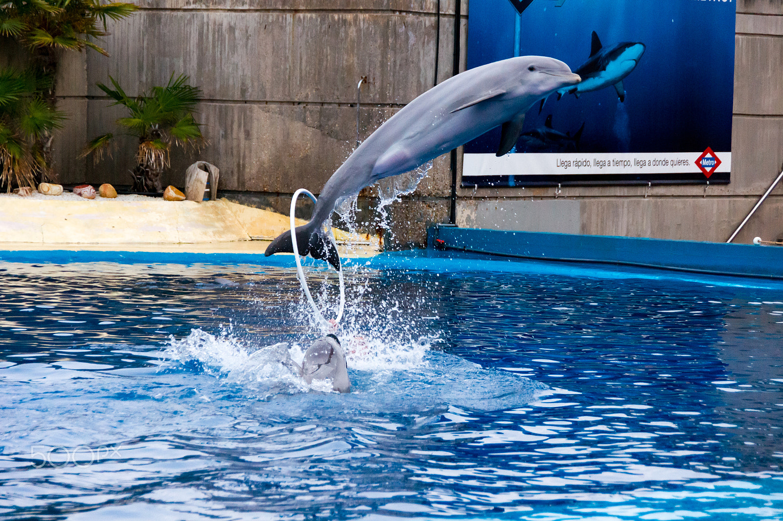 Sony Alpha DSLR-A550 sample photo. Zoo aquarium de madrid photography