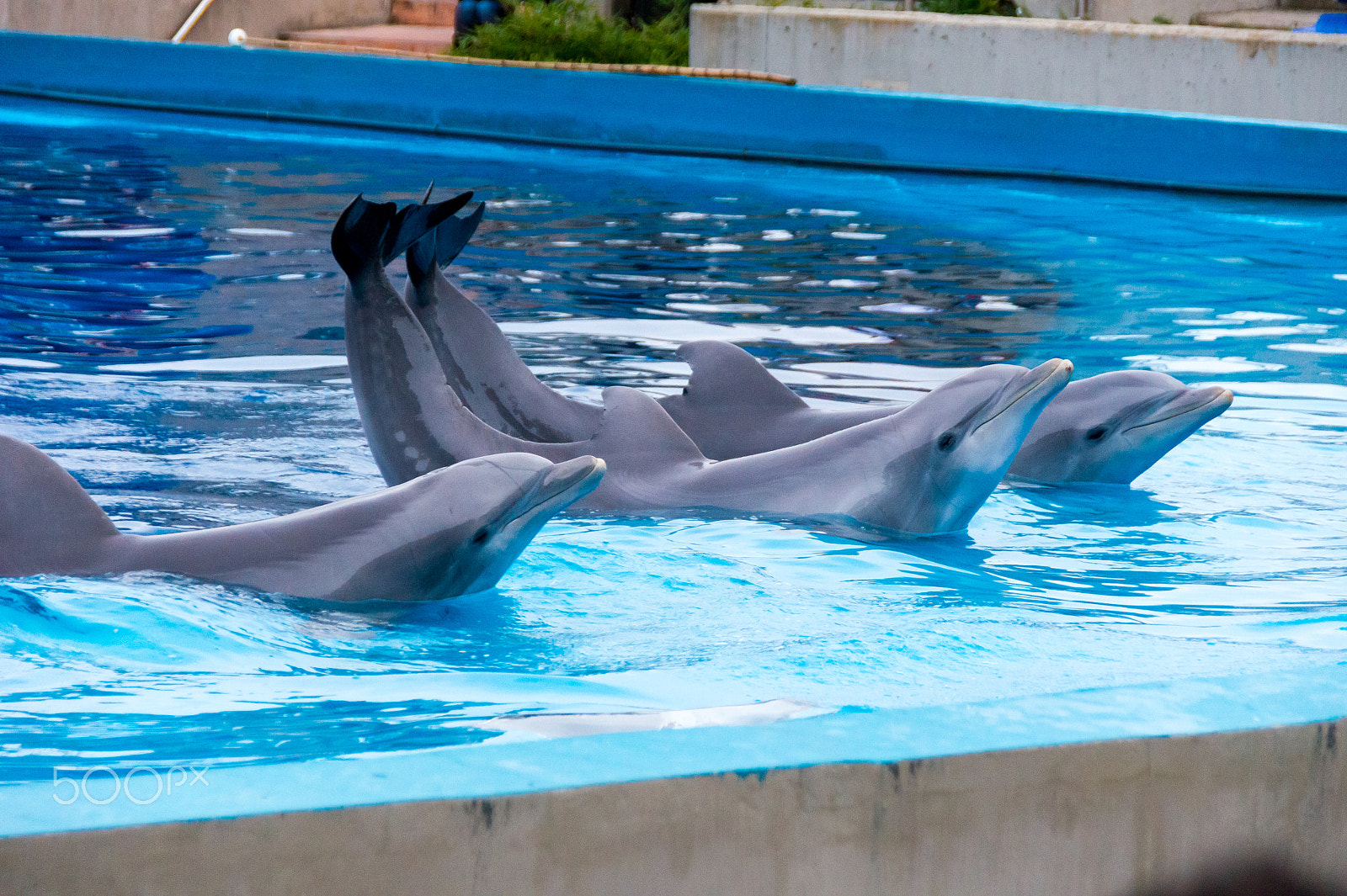 Sony Alpha DSLR-A550 sample photo. Zoo aquarium de madrid photography