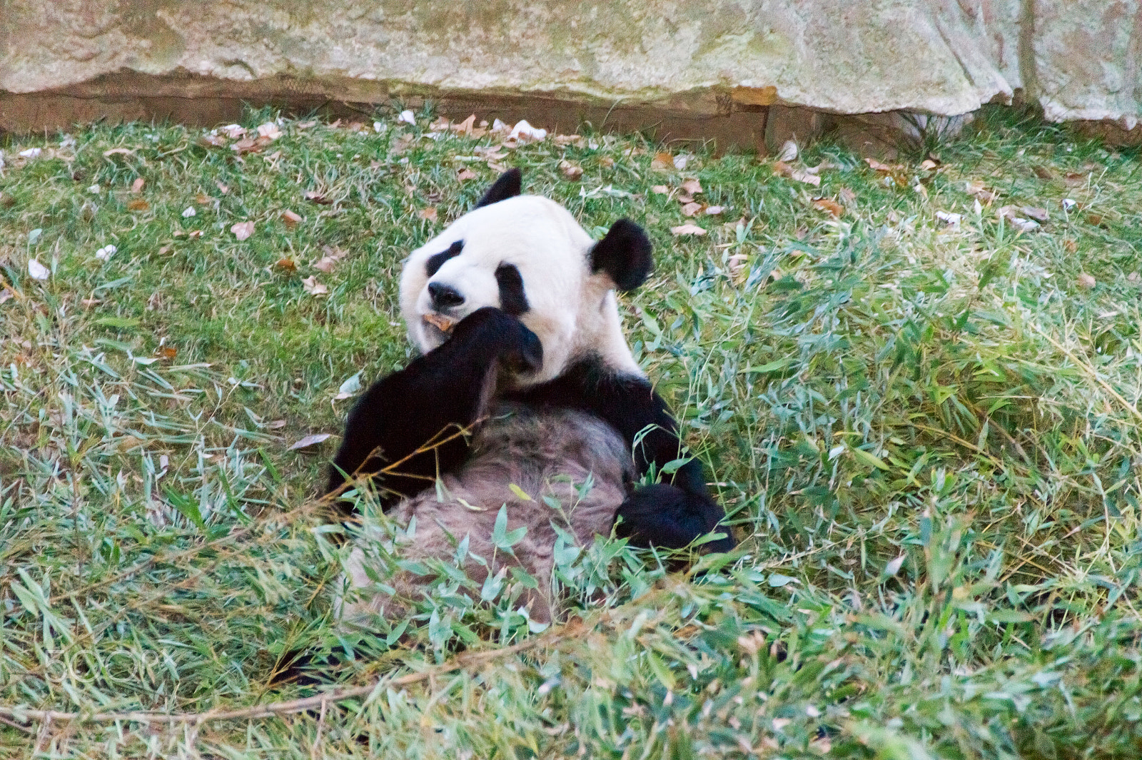 Sony Alpha DSLR-A550 sample photo. Zoo aquarium de madrid photography
