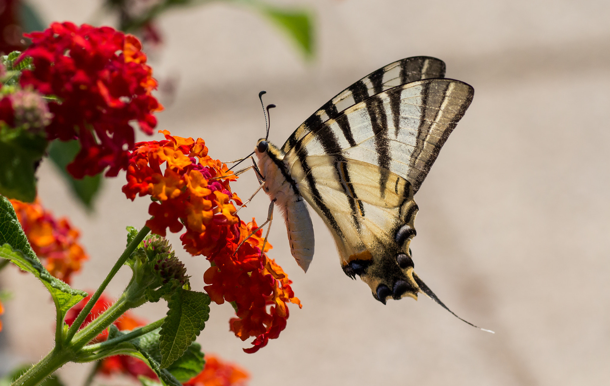 Canon EOS 650D (EOS Rebel T4i / EOS Kiss X6i) + Tamron SP AF 90mm F2.8 Di Macro sample photo. Butterfly photography