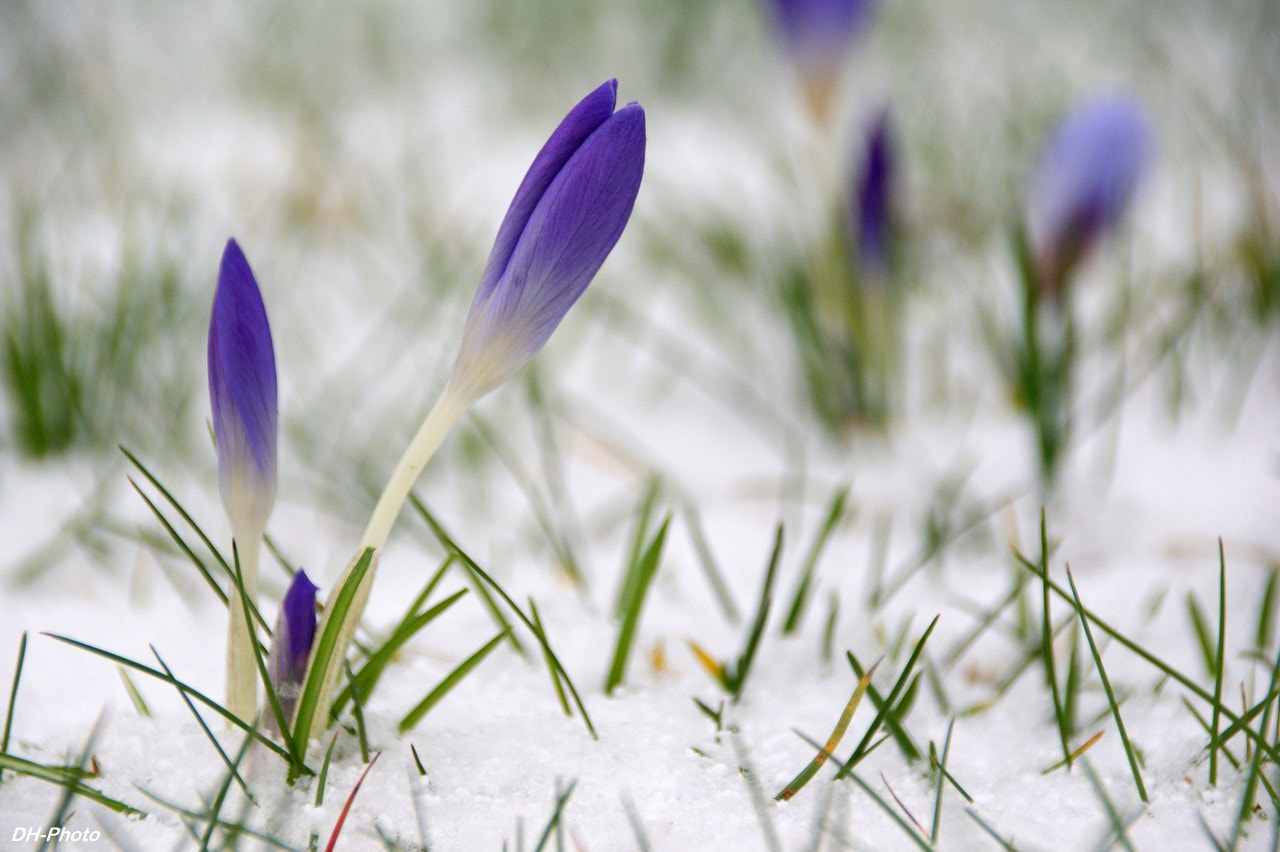 Sigma 18-250mm F3.5-6.3 DC OS HSM sample photo. Brave crocuses photography