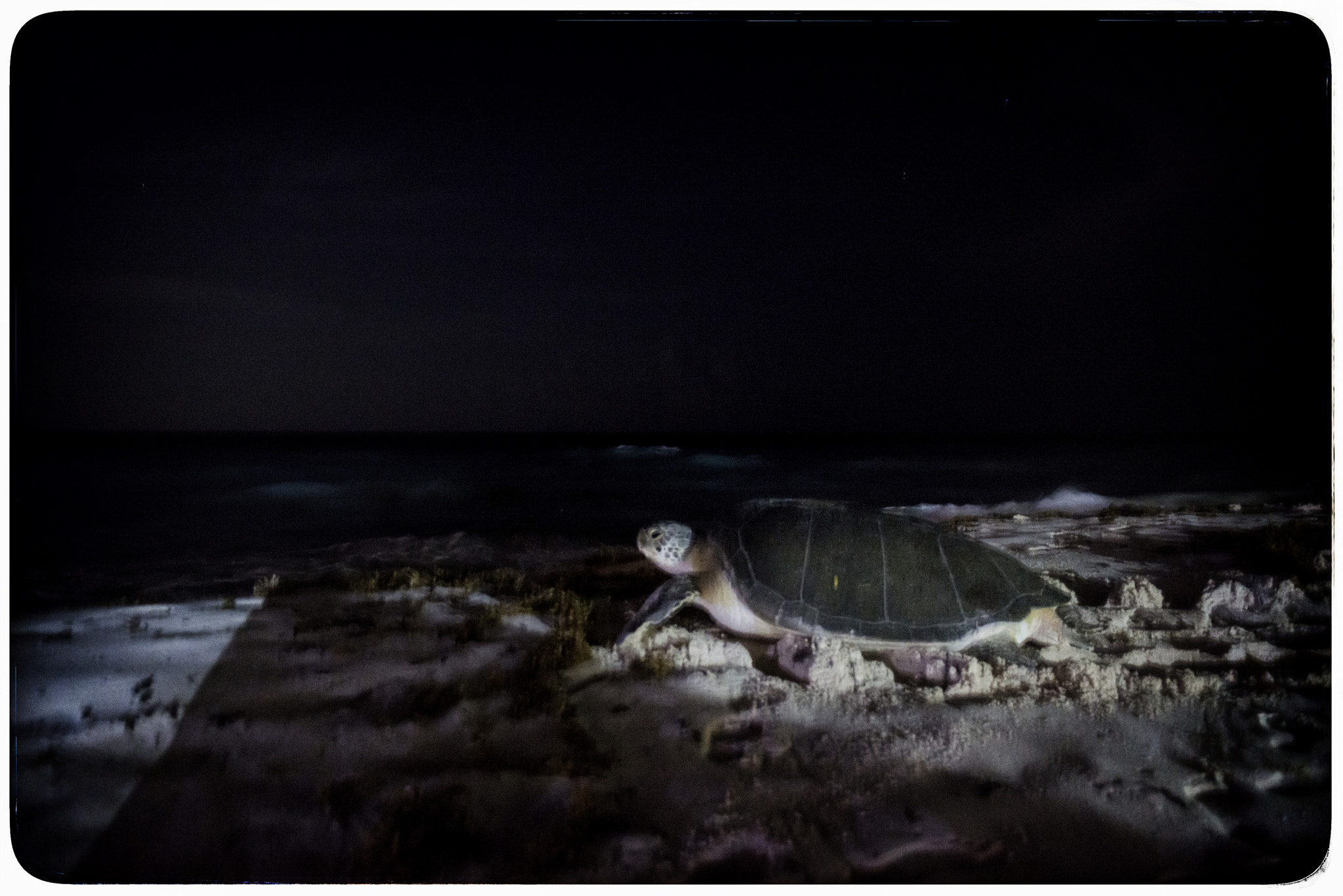 Nikon D800 + Nikon AF Nikkor 28mm F2.8D sample photo. Water turtles photography