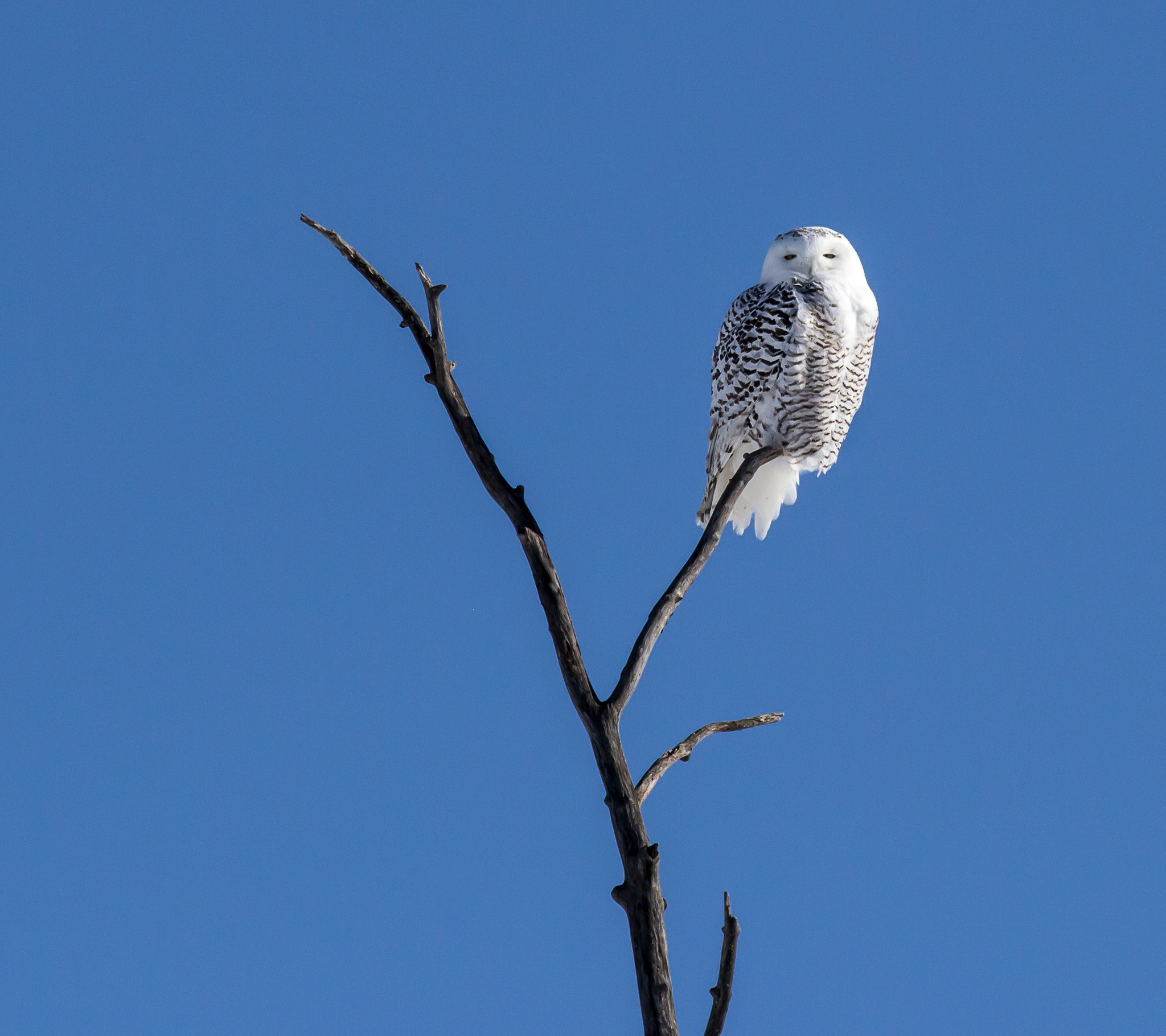 Canon EF 70-200mm F2.8L IS II USM sample photo. Snowy owl photography