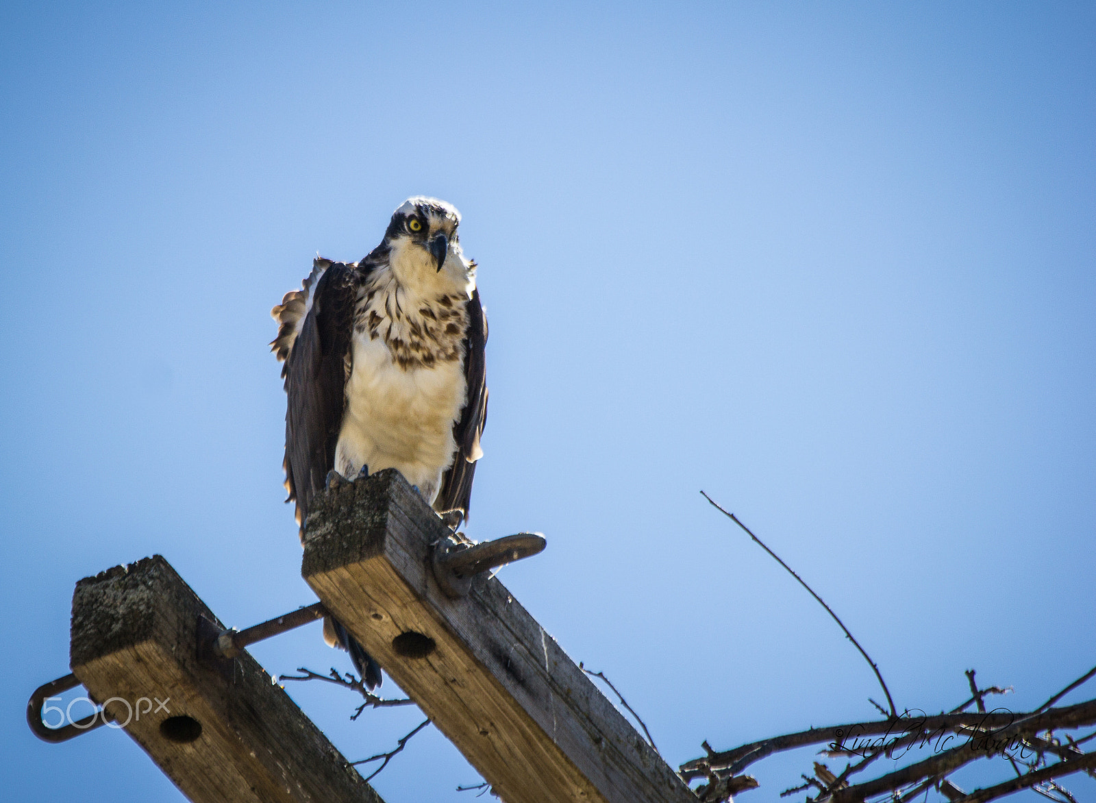 Canon EOS 60D + Canon EF 70-200mm F2.8L IS II USM sample photo. Osprey photography