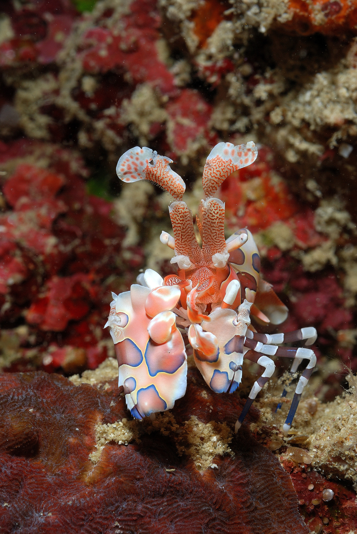 Nikon D80 + AF Micro-Nikkor 60mm f/2.8 sample photo. Harlequin shrimp photography