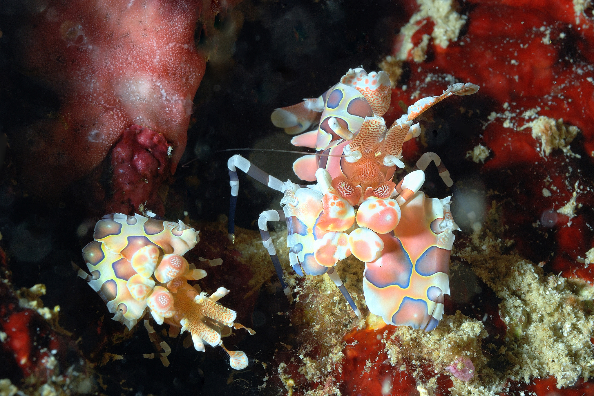 Nikon D80 + AF Micro-Nikkor 60mm f/2.8 sample photo. Harlequin shrimp photography