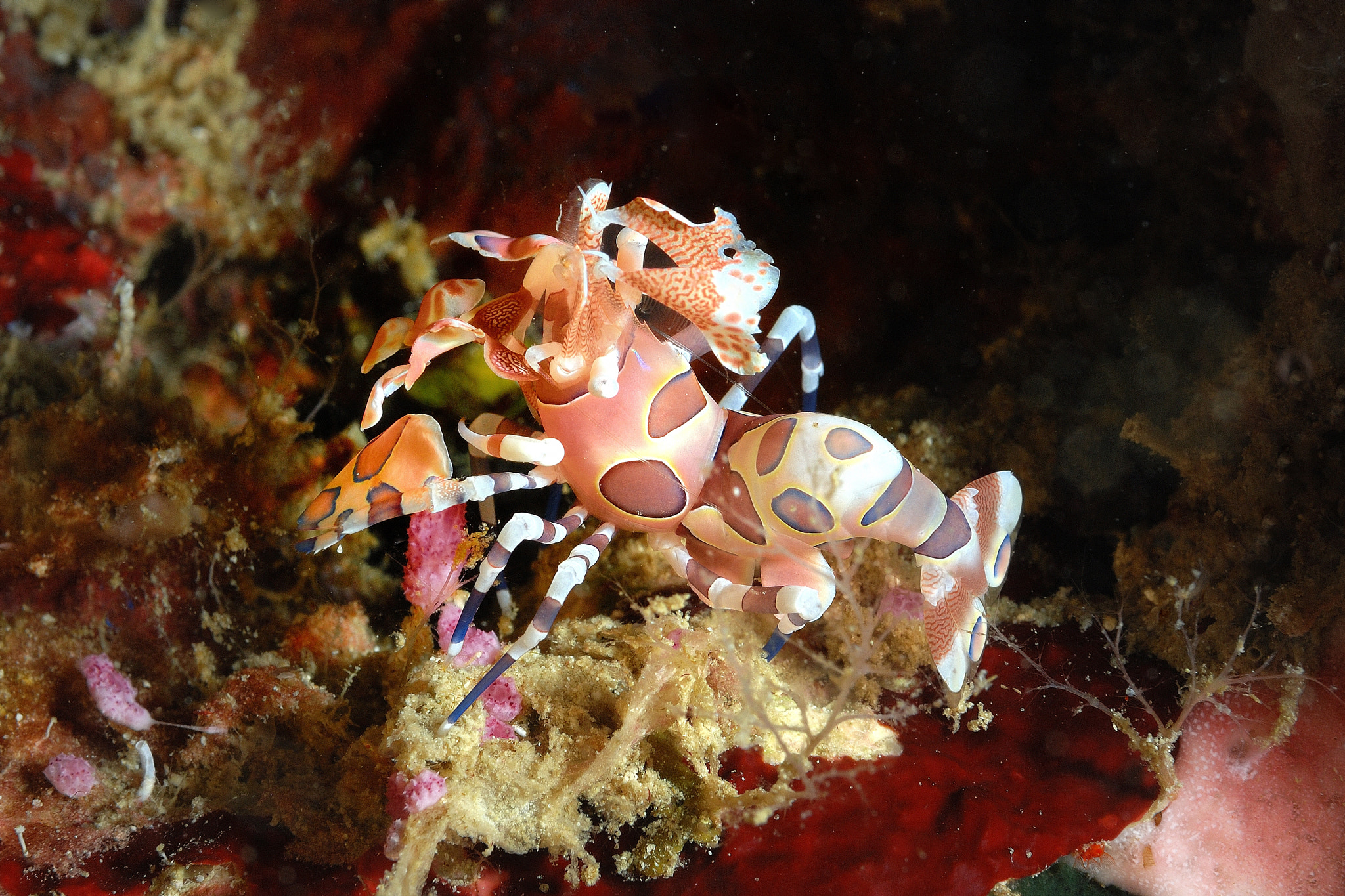Nikon D80 + AF Micro-Nikkor 60mm f/2.8 sample photo. Harlequin shrimp photography