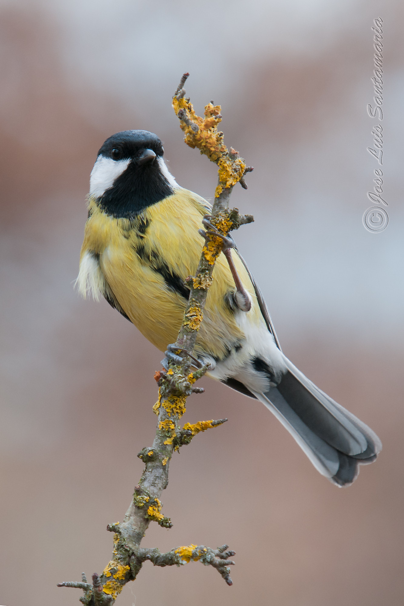 Sigma 50-500mm F4-6.3 EX APO RF HSM sample photo. Carbonero (parus major) photography