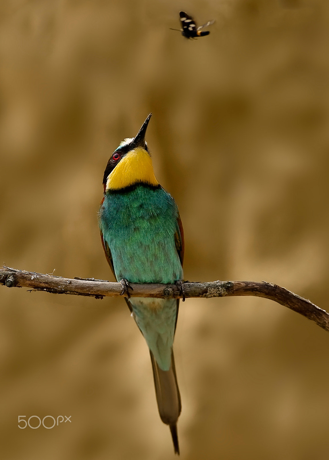 Canon EOS-1D Mark III + Canon EF 500mm F4L IS USM sample photo. Bee-eater photography