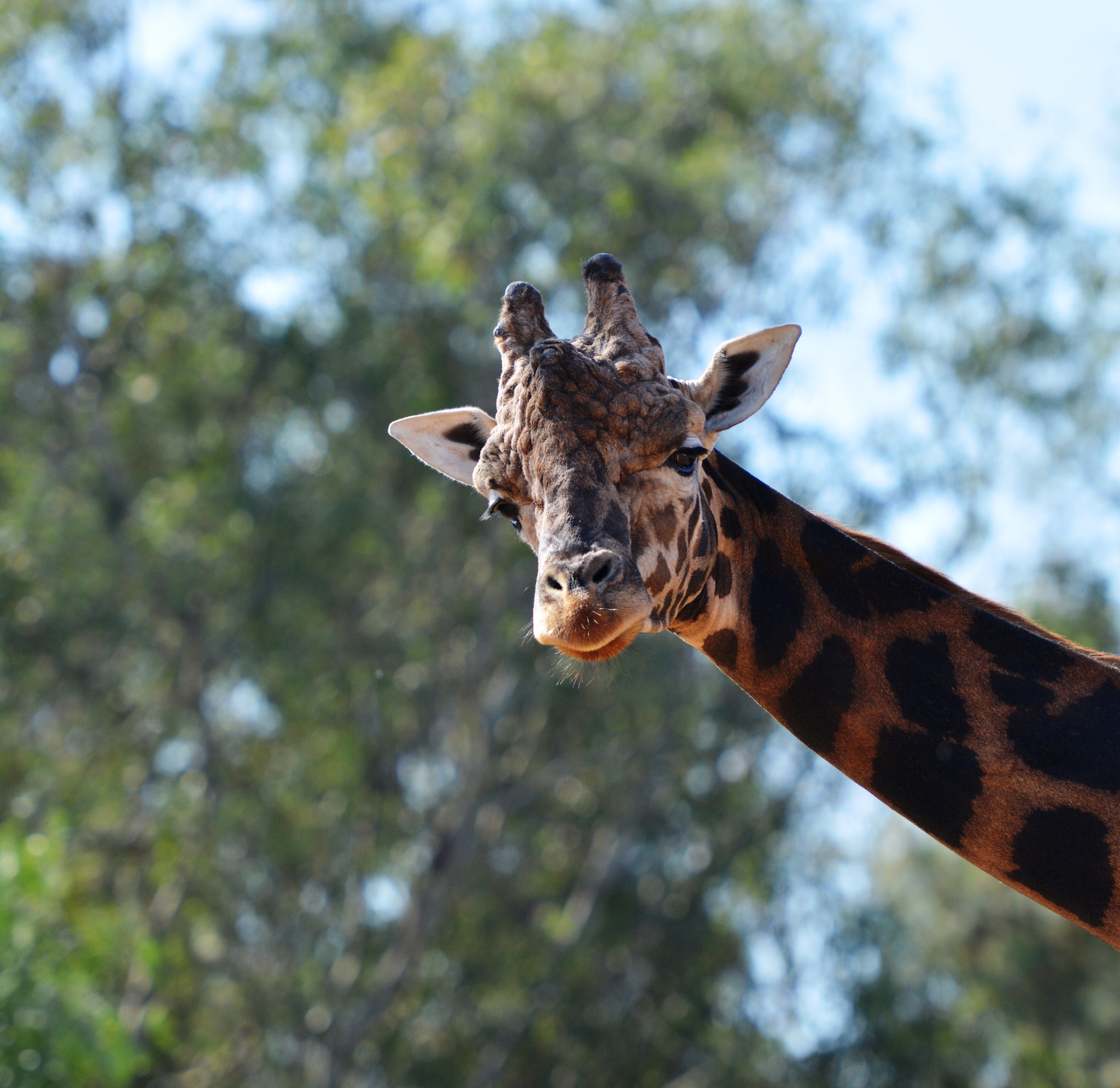 Nikon AF-S Nikkor 70-200mm F2.8G ED VR II sample photo. Giraffe photography