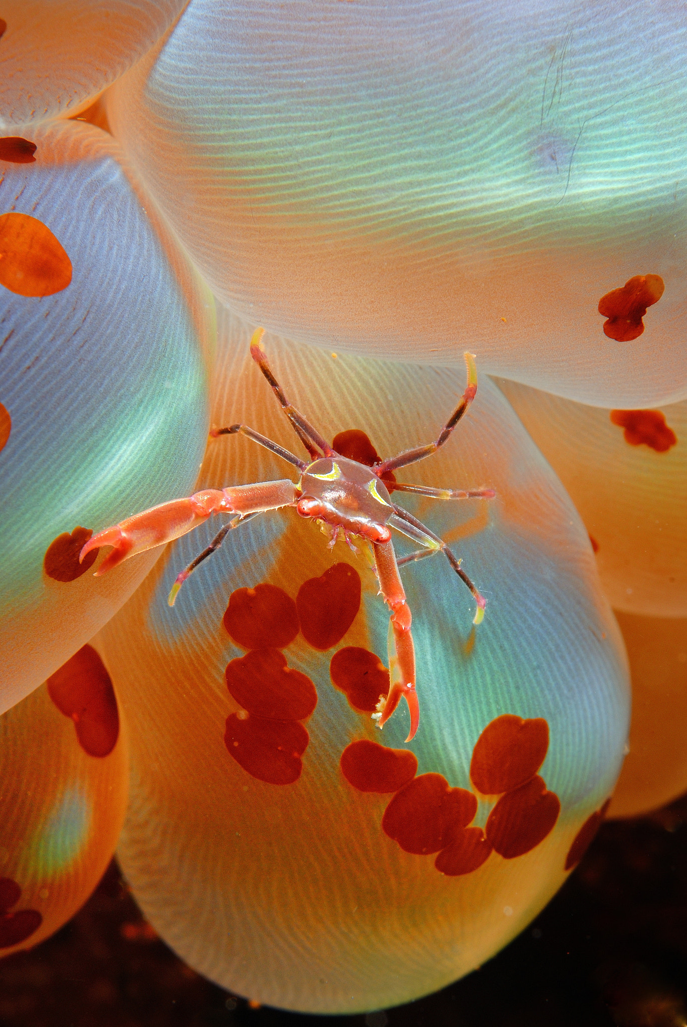 Nikon D80 + AF Micro-Nikkor 60mm f/2.8 sample photo. Crab on bubble coral photography