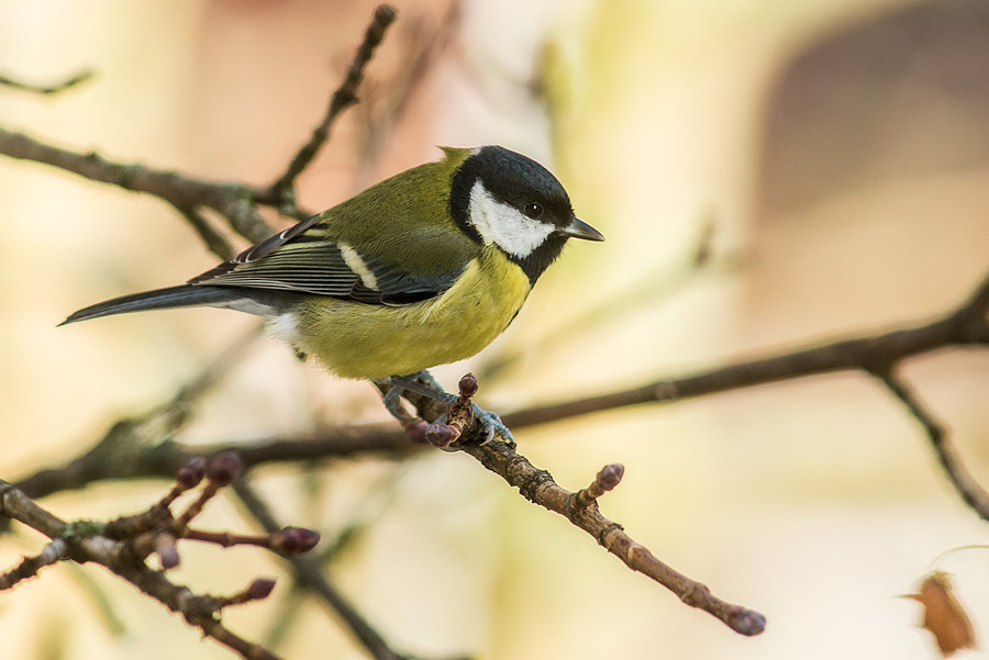Canon EF 300mm F4L IS USM sample photo. Kohlmeise photography