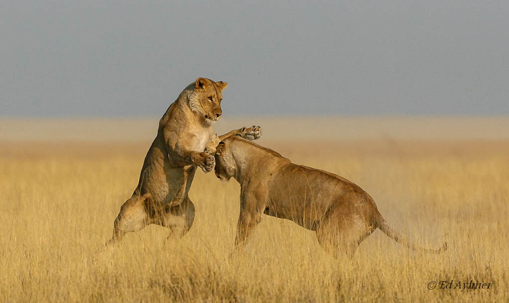 Canon EOS-1D Mark II N sample photo. Lions at salvadora photography