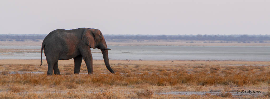 Canon EF 70-200mm F2.8L IS USM sample photo. Great white place photography
