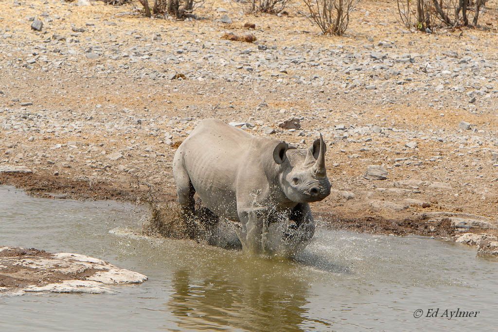 Canon EF 70-200mm F2.8L IS USM sample photo. Black rhino charging photography
