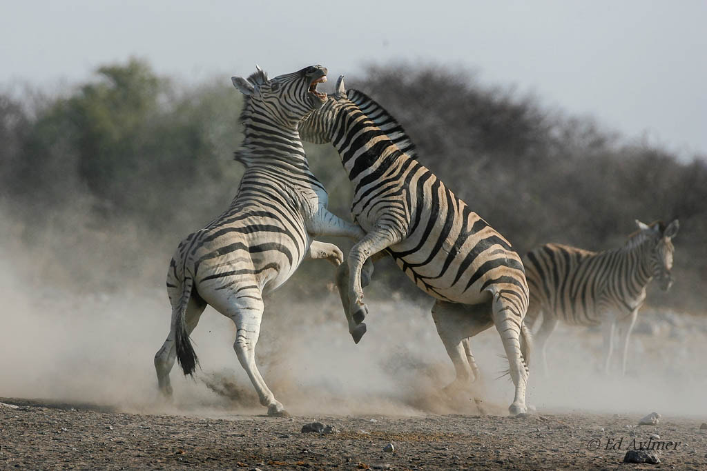 Canon EOS-1D Mark II N sample photo. Zebras fighting photography