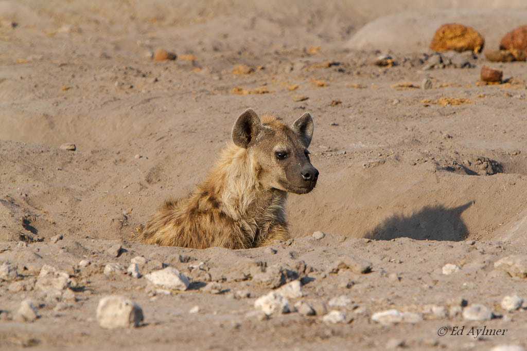 Canon EOS 7D + Canon EF 70-200mm F2.8L IS USM sample photo. Hyena at den photography