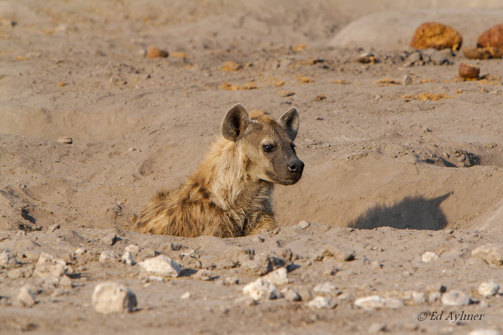Canon EF 70-200mm F2.8L IS USM sample photo. Hyena at den photography