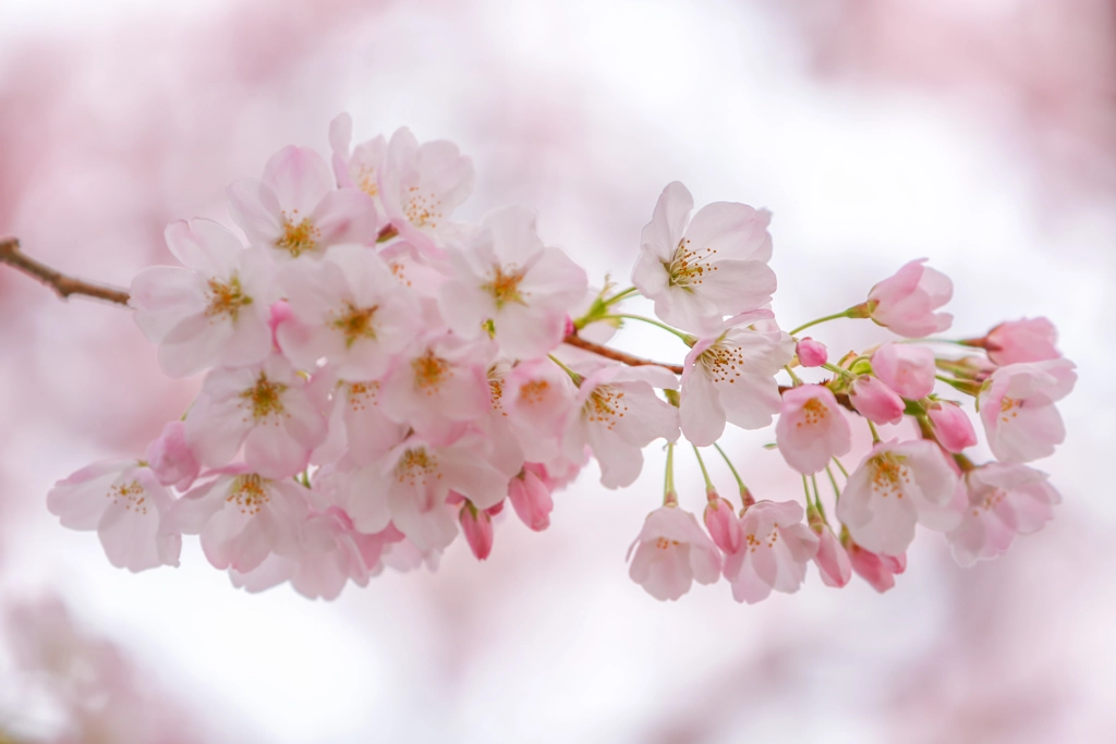 Fairest Pink by Kimber Leigh on 500px.com