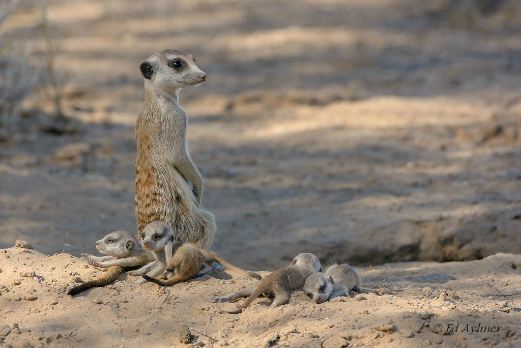Canon EOS-1D Mark II N + Canon EF 500mm F4L IS USM sample photo. Suricate and babies photography