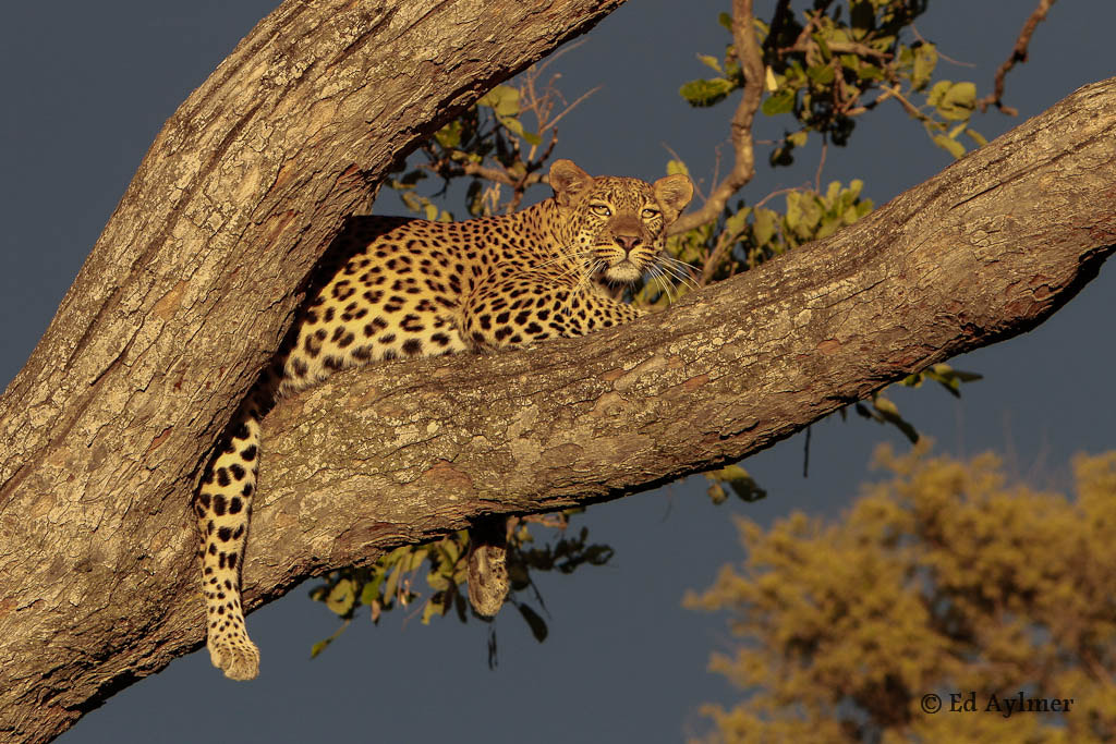 Canon EF 70-200mm F2.8L IS USM sample photo. Leopard photography