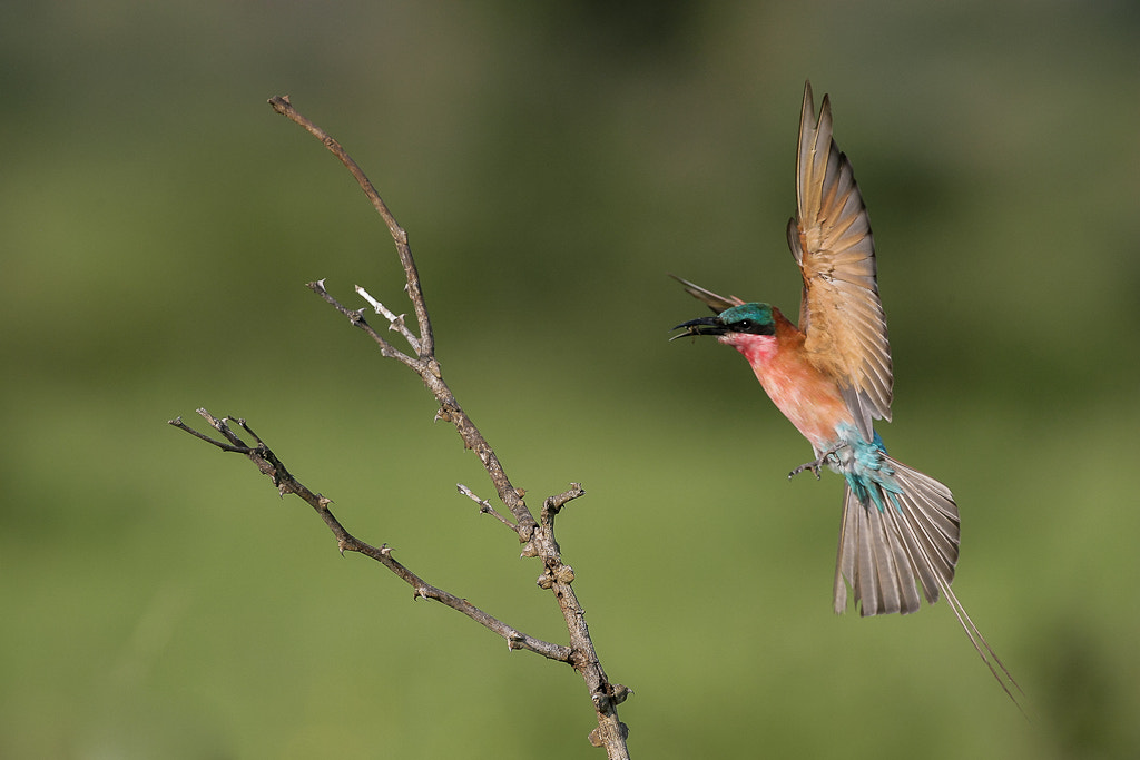 Canon EOS-1D Mark II N sample photo. Carmine bee eater photography