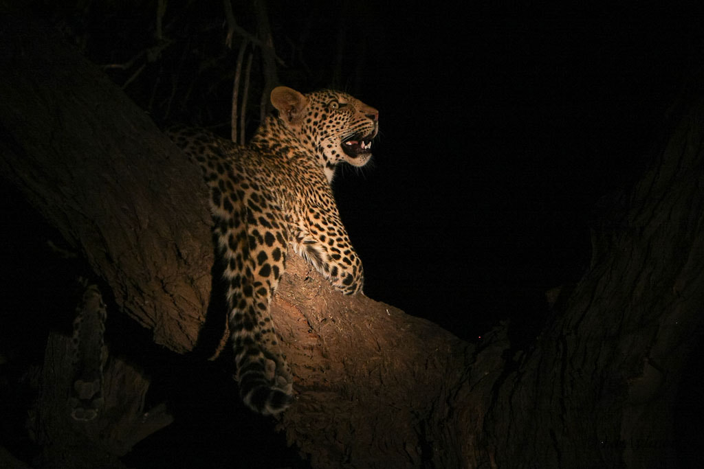 Canon EF 70-200mm F2.8L IS USM sample photo. Mashatu leopard photography