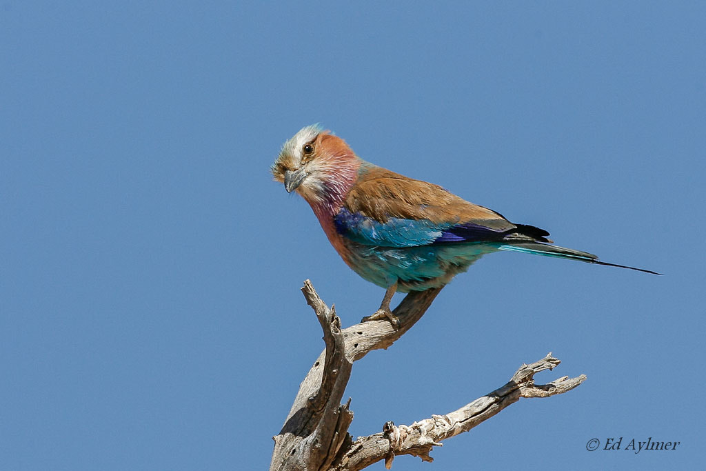 Canon EOS-1D Mark II N + Canon EF 500mm F4L IS USM sample photo. Lilac breasted roller photography