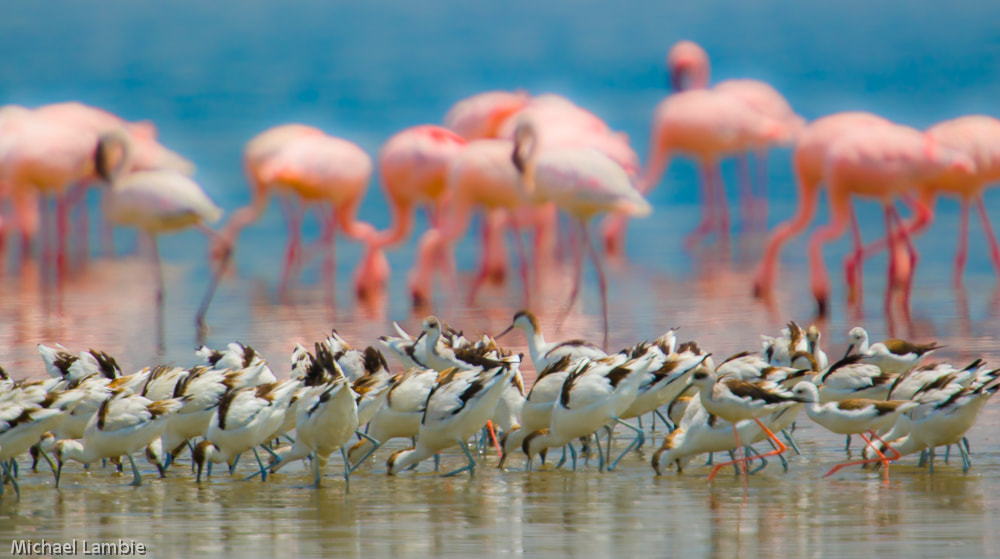 Canon EF 400mm F2.8L IS USM sample photo. Avocets and flamingos photography