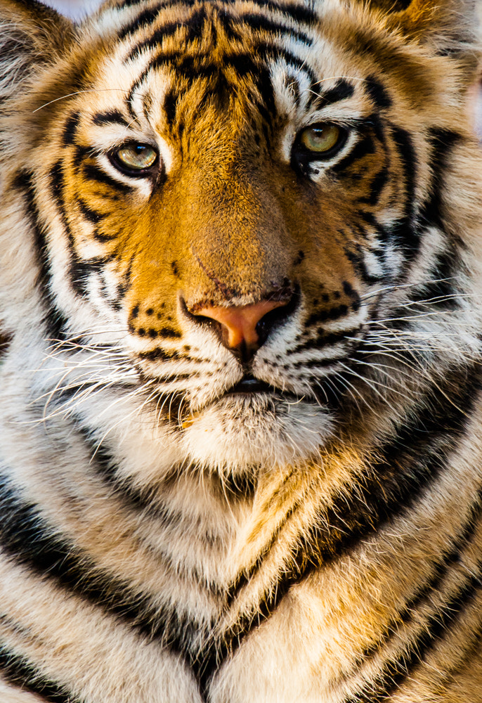 Canon EOS-1D Mark III + Canon EF 400mm F2.8L IS USM sample photo. Bengal tiger photography