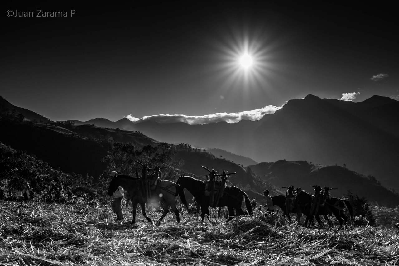 Sigma 24-70mm F2.8 EX DG HSM sample photo. Sunrise cane photography