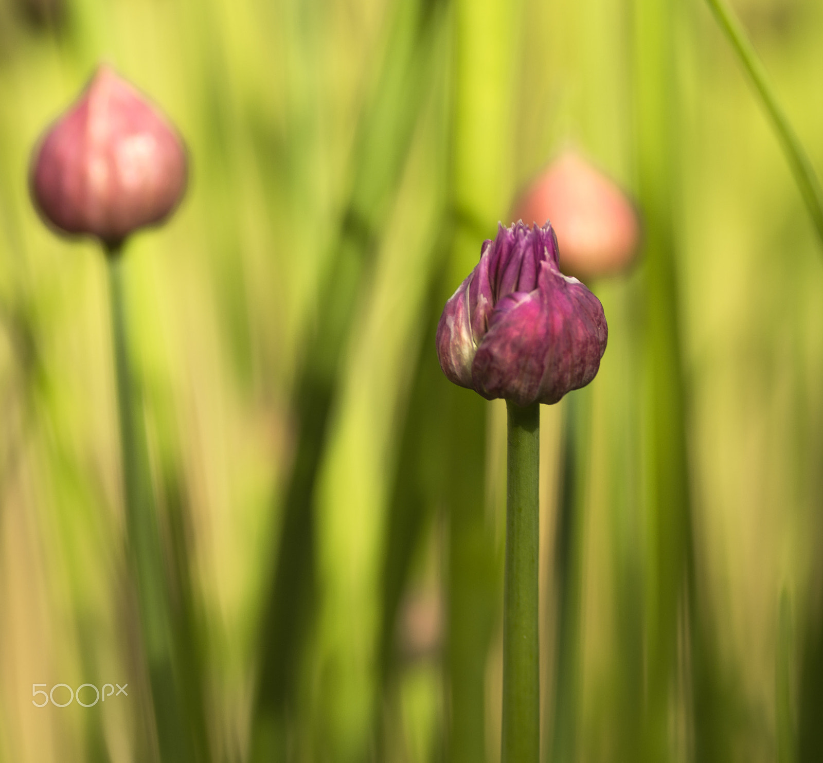 Pentax smc DA* 300mm F4.0 ED (IF) SDM sample photo. Chive photography