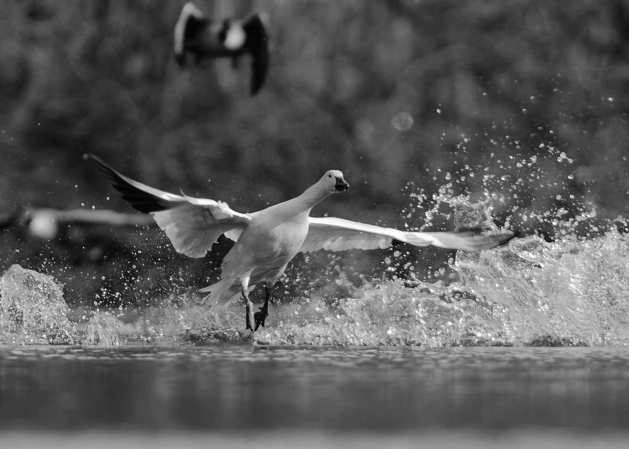 Nikon D7000 + Sigma 500mm F4.5 EX DG HSM sample photo. Launch (snow goose) photography